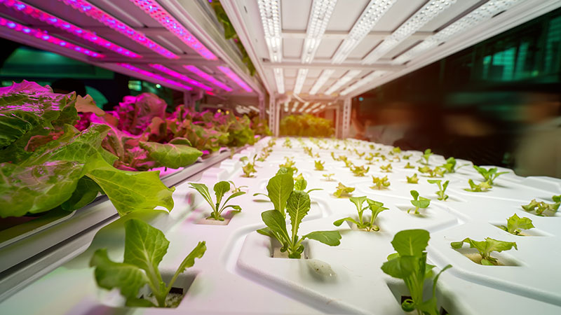 Agriculture-Lighting